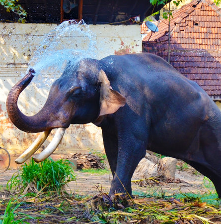 Elephant splashes water