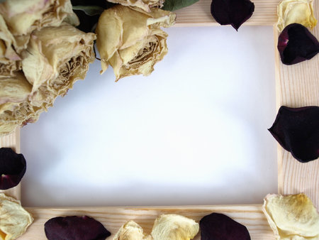 Dried rosepetals sprinkled over a wooden frame over a blank white background.の写真素材