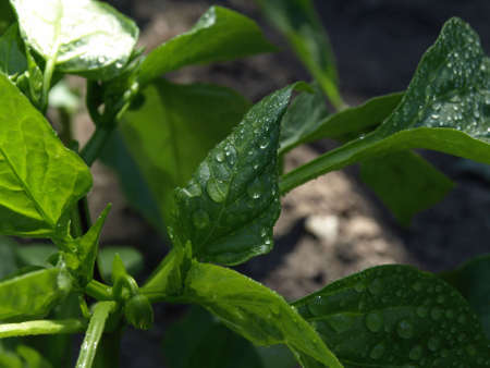 Raindrops bead on a green leaf in a vegetable gardenの写真素材