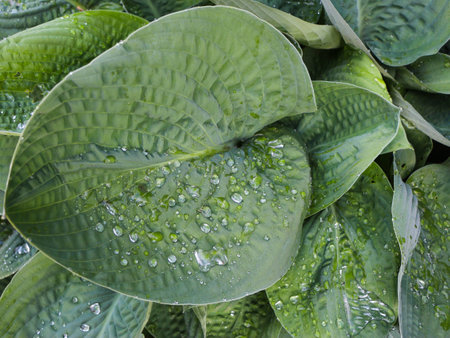 Abiqua Drinking Gourd has wonderful soft looking leaves that have catch rain drops の写真素材