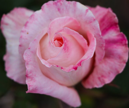 Beautiful white rose with a spash of pink の写真素材