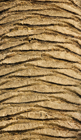 Natural texture of a palm tree.