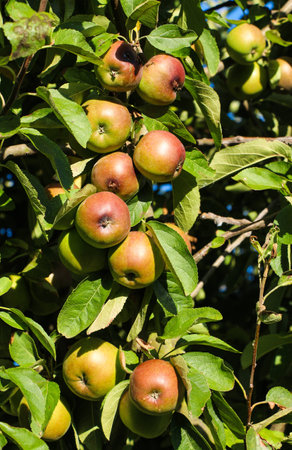 Apples ready to be harvested.の写真素材