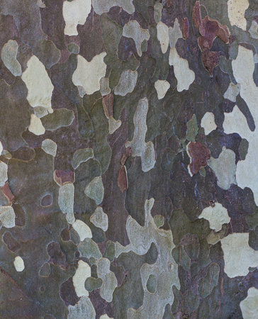 Natural texture of a tree. Nice patchesの写真素材
