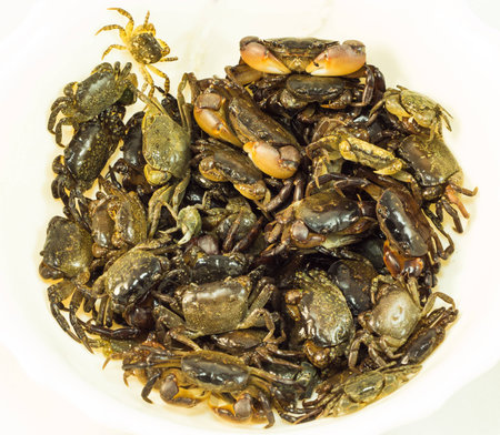 Group of mud crabs, different sizes.の写真素材
