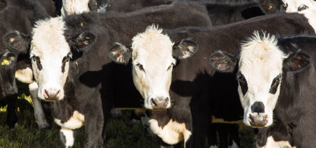 Group of cattle being friendly の写真素材