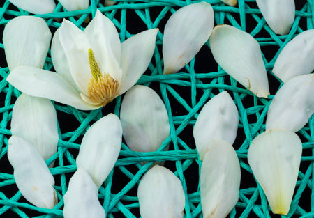 White Magnolia flower open up and on a string net.の写真素材