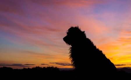 One New Zealand farm dog waiting to start work.の写真素材