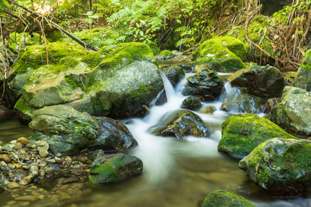 New Zealand has a lot of natural bush with bautiful water ways flowing through them like this one.