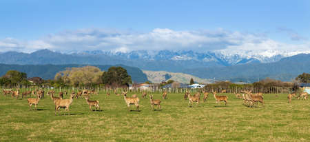 A New Zealand herd of red deer in winter season.の写真素材