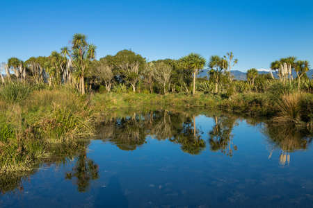NIce reflection in this wet land area in New Zealand.の写真素材