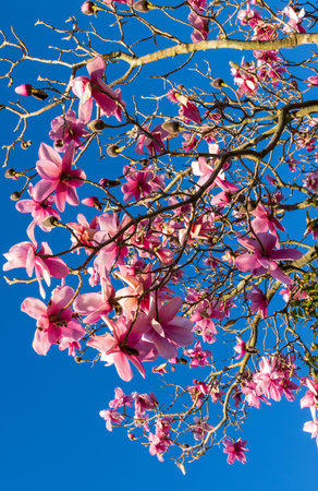 Deciduous Magnolia in full flower with a clear and bright blue sky.