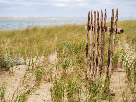 Within a backdrop of grassy sand dunes, a fragment of an aged wooden fence stands resiliently.の写真素材