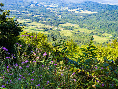 Scenic Shenandoah Valley vista framed by vibrant flowers in Shenandoah National Park, Virginia, USA.の写真素材