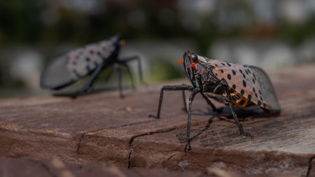A close-up reveals the intricate details of a lantern fly, Lycorma delicatula, perched delicately on...