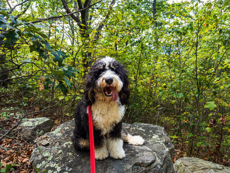 In the depths of West Virginia's forest, a Bernedoodle puppy sits atop a stone, adorned with a red leash.の写真素材