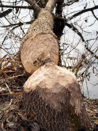 A fallen tree by the water bears the unmistakable marks of beaver teeth etched through its trunk.