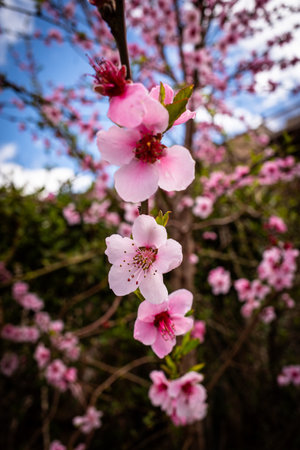 Amidst an early spring canvas, pink cherry blossoms burst into life against a vivid blue sky, offering a stunning snapshot of seasonal splendor, perfect for capturing the essence of nature's fleeting beauty.の写真素材