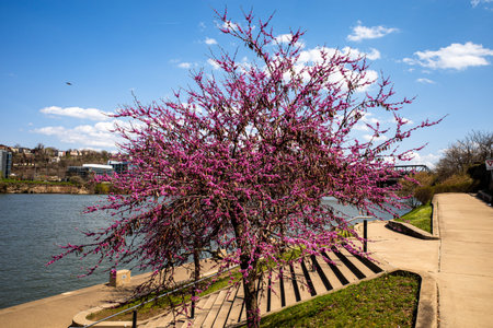 On a crisp early spring day, a cherry blossom tree graces the banks of Pittsburgh's South Side...