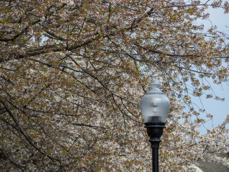 A lamp post stands beside a tree in full bloom during spring, with vibrant white flowers filling the frame, creating a picturesque scene that celebrates the beauty of the season.の写真素材