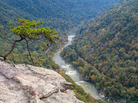 A tree leans daringly on the cliff edge along the Endless Wall Trail in New River Gorge National Park, West Virginia, offering a striking view of nature's resilience.の写真素材