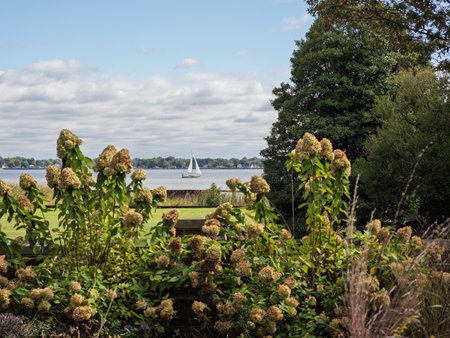 A scenic view from the Read House garden, looking over large, dried hydrangea blooms toward a sailboat moving across the wide Delaware River under a cloudy sky.の写真素材