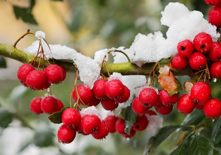 Closeup image of red berrys on the branch covered by snow.の写真素材