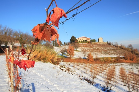 Red grape leafs on snowy vineyards of Piedmont, northern Italy.の写真素材