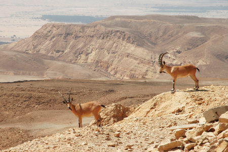 Two ibexes on the cliff at Ramon Crater (Makhtesh Ramon) in Negev Desert in Israel.の写真素材