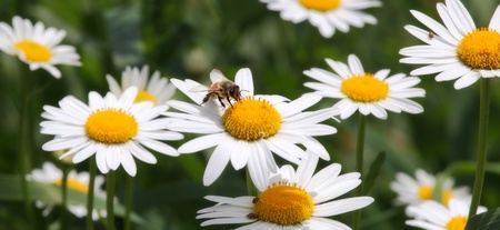 Panoramic closeup view on bee sitting on camomile.の写真素材