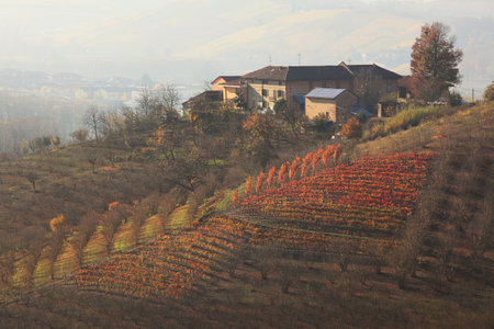 House on top of the hill and beautiful autumnal vineyards in Piedmont, Northern Italy.のeditorial素材