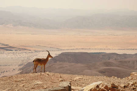 Ibex stands on the cliff at Ramon Crater (Makhtesh Ramon) in Negev Desert, Israel.の写真素材
