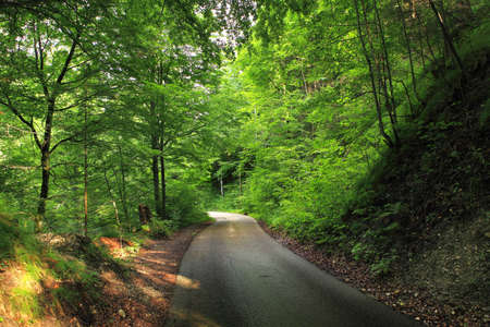 Narrow paved road through green forest in Bavaria, Germany.の写真素材