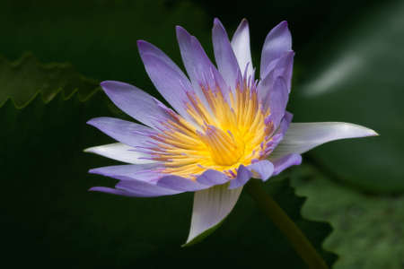 Horizontal image of beautiful blue water lily on black background.の写真素材