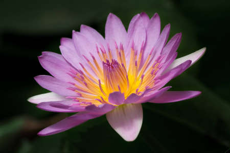 Horizontal closeup image of beautiful purple water lily on black background.の写真素材