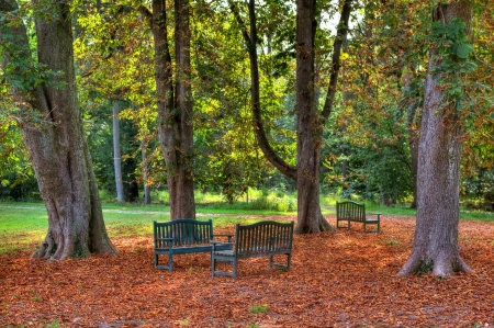 Three benches under the trees and ground covered with yellow leafs in autumnal park of Racconigi in Northern Italy の写真素材