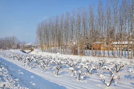 Trees on the field covered with white snow under clear blue sky at sunny winter day in Piedmont, Italy の写真素材