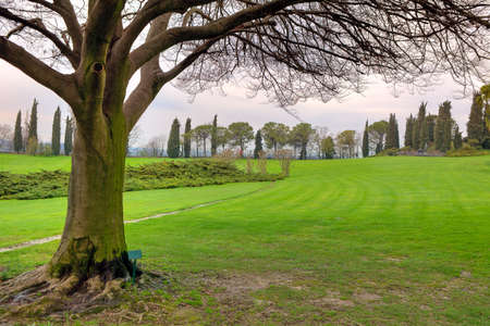 Tree with large brenches and twigs on green meadow in Sigurta Park in Italy の写真素材