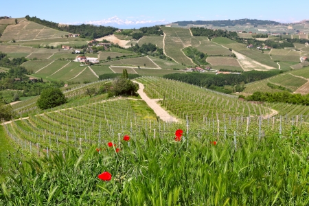 Red poppies among green grass as hills and vineyards of langhe on background at spring in Piedmont, Italy の写真素材