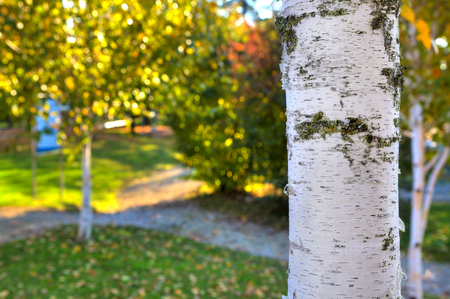Close-up image of white bark trunk as green grass and trees with colorful yellow leaves blurred on background の写真素材
