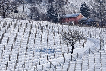 Rural house and vineyards covered with snow in Piedmont, Northern Italy の写真素材