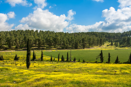 Yellow flowers and green grass under blue sky with white clouds in spring in Israel の写真素材