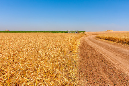 Country road between rural fields with ripe wheat under blue sky in Israel の写真素材
