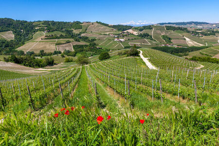 Red poppies and green vineyards on the hills of Piedmont in spring in Northern Italy の写真素材