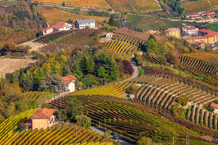 Narrow rural road among colorful autumnal vineyards on the hills of Piedmont, Northern Italy.の写真素材
