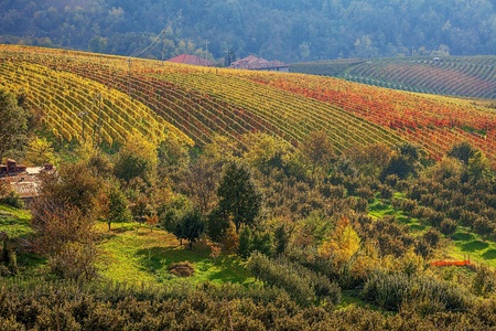 Multicolored vineyards on the hills in autumn in Piedmont, Northern Italy.の素材