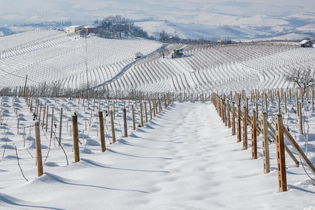 Vineyards on the hills of Langhe covered with snow in Piedmont, Northern Italy.の写真素材