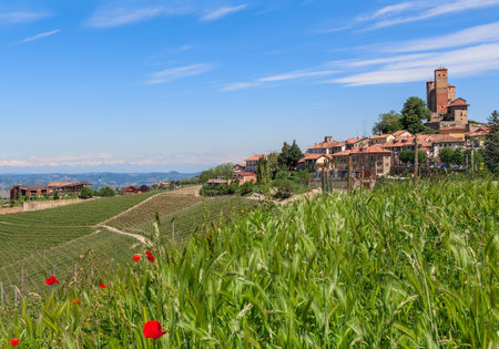 Red poppies among green grass and small town with medieval castle on background under blue sky in Piedmont Italy.のeditorial素材