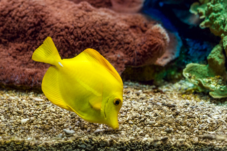Yellow tang searching for food on the gravel bottom in saltwater aquarium of Monaco Oceanographic Museum.の写真素材