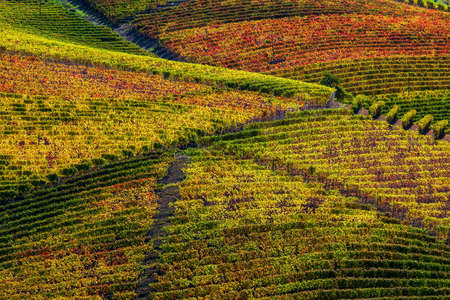View of colorful vineyards on the hills of Langhe in autumn in Piedmont, Northern Italy.の写真素材